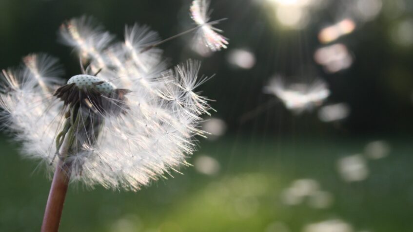 Padre Augusto, martire della libertà